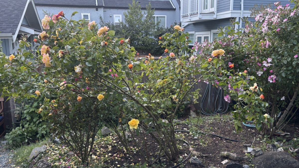 Rose garden renovation