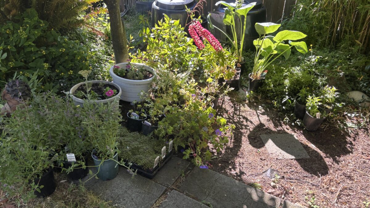 More garden renovation